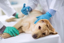 חיסונים לכלבים בבת ים
