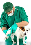 חיסונים לכלבים גורים